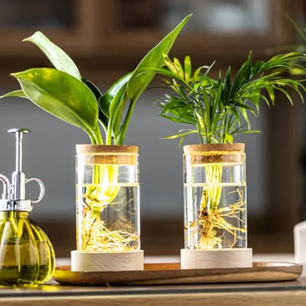 Glass Plant Propagation Stations
